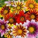 New Gazania Flower Seeds