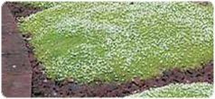 Irish Moss Seed