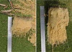 Bentgrass Roots