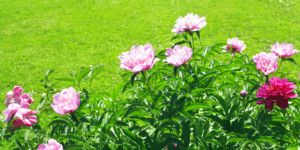 Natural Organic Fertilizer