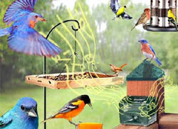 Songbird Magnet