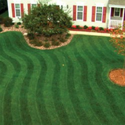 Finished Lawn