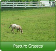 Oregon Horse Pasture Seed