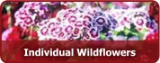 Individual Wildflowers