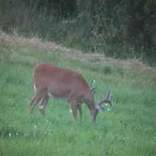 Deer Food Plot