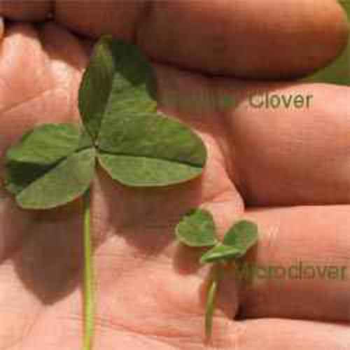 Microclover