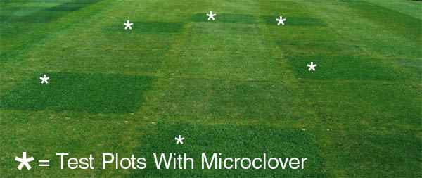 Microclover Test Plot