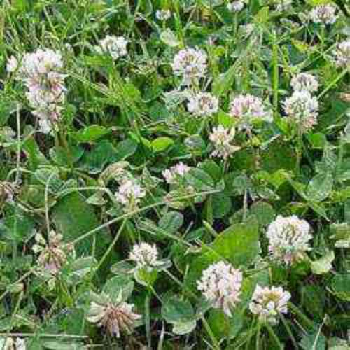 White Dutch Clover