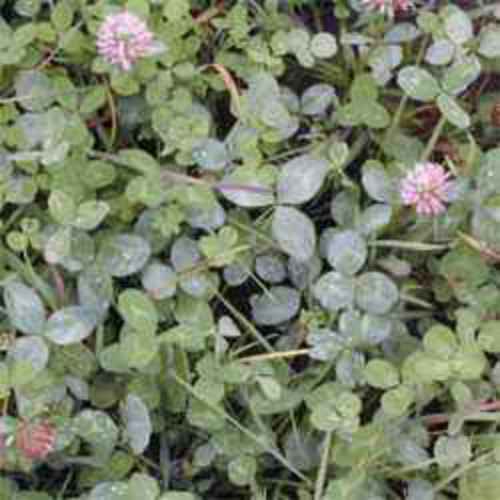 Wildlife Food Plot