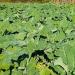 Forage Kale Cover Crop