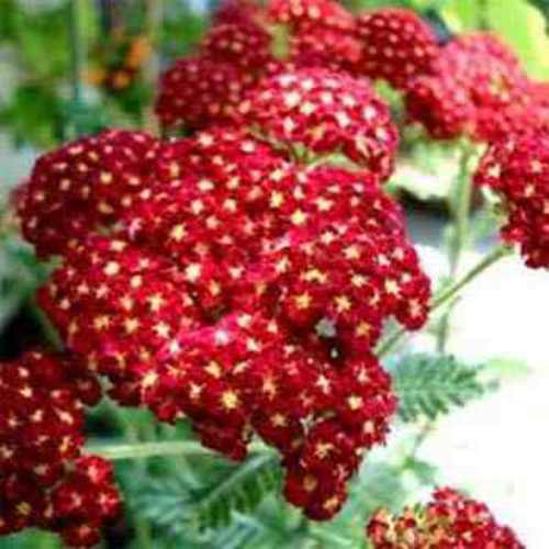 Yarrow Cerise Queen