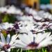 White African Daisies