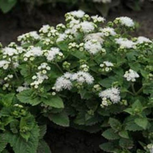 Floss Flower Seeds White Ageratum Ageratum Mexicanum White