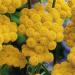 Ageratum Yellow Garden Flowers