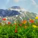 Papaver Alpine Flowers