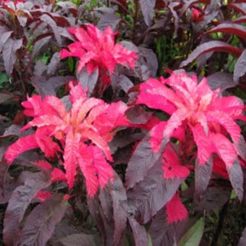 Amaranthus Early Splendor