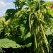Amaranthus Caudatus Green Plant