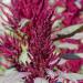 Amaranthus Red Spike Flower