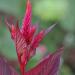 Amaranthus Red Spike Flowering Plant