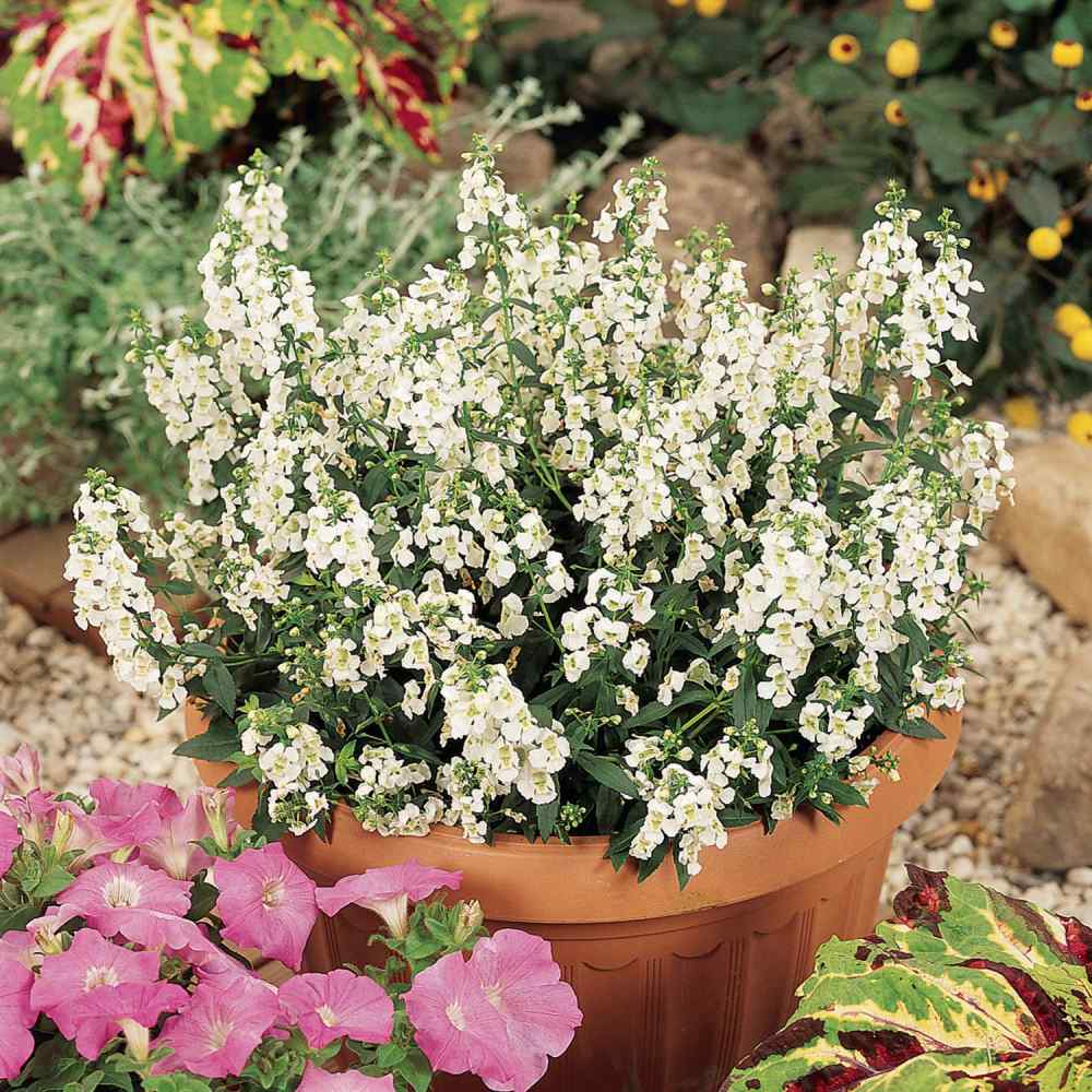 White Angelonia Seeds Heat Tolerant Flowers