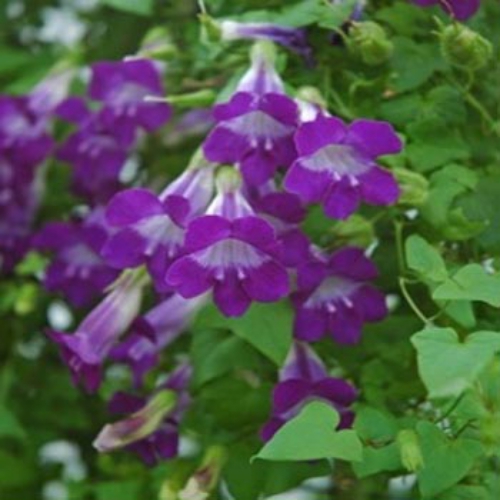 Asarina Seeds Climbing Snapdragon Flower Seed Climbing Snapdragon Asarina Scandens Violet Add This Spectacular Vine To The Garden By Starting Seeds Also Known As Twining Or