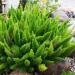 Asparagus Fern Plant