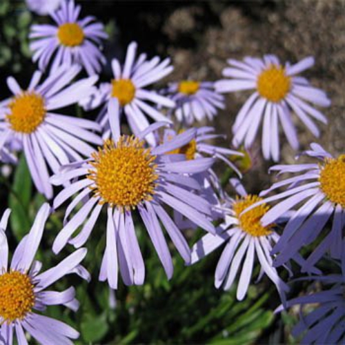Aster Flower Seed