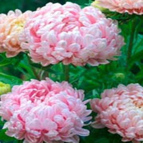 Aster Paeony Apricot