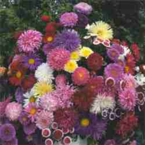 Aster Cutflower Mix