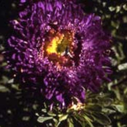 Aster Paeony Dark Blue