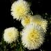 Aster Gremlin Yellow Flowers