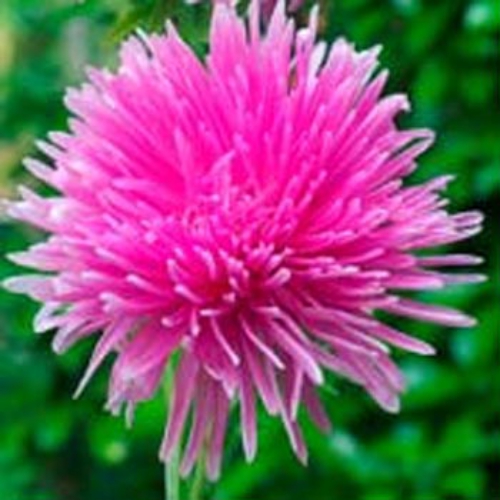 Aster Needle Rose
