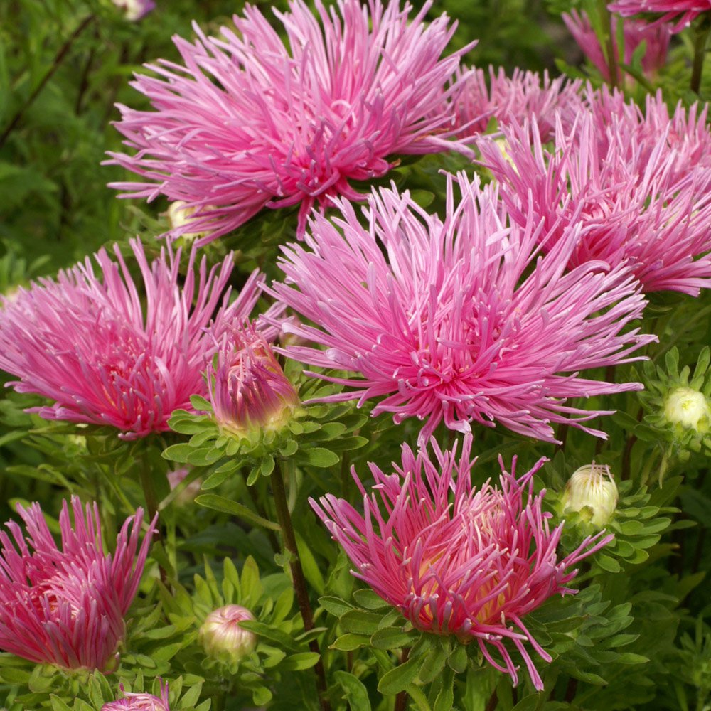 My Batavia Needle Flower English Aster Seeds - Aster Callistephus Salmon Needle Flower Seed