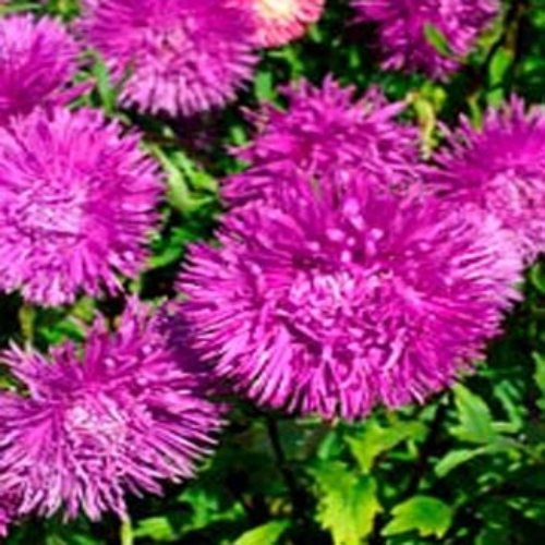 Aster Needle Violet