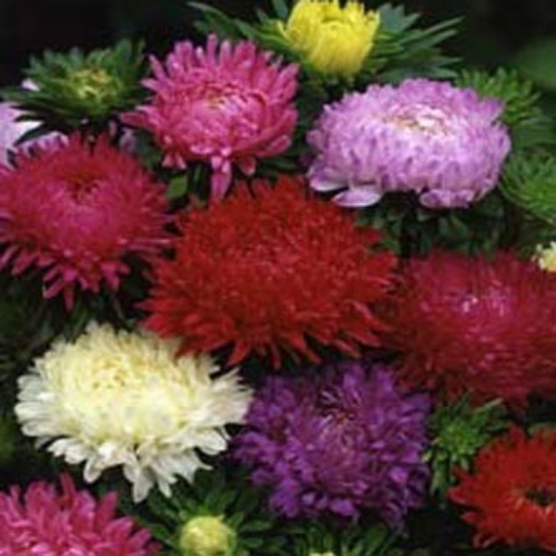 Aster Paeony Mix