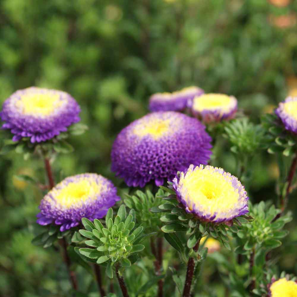Aster Pompon Blue