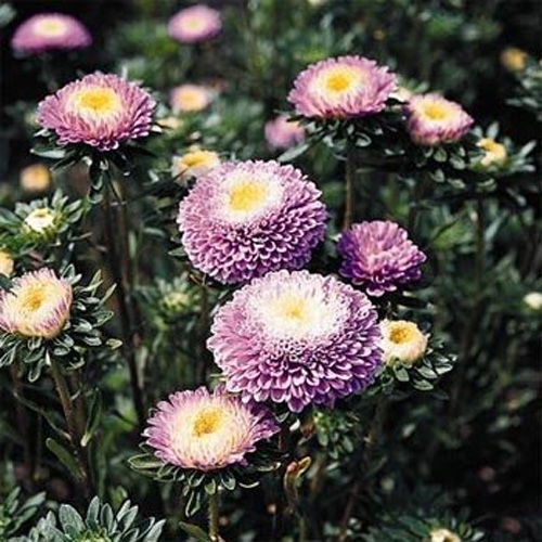 Aster Pompon light Blue