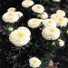 Aster Pompon White Flowers