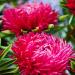 Aster Paeony Scarlet