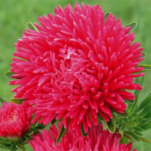 Aster Paeony Scarlet