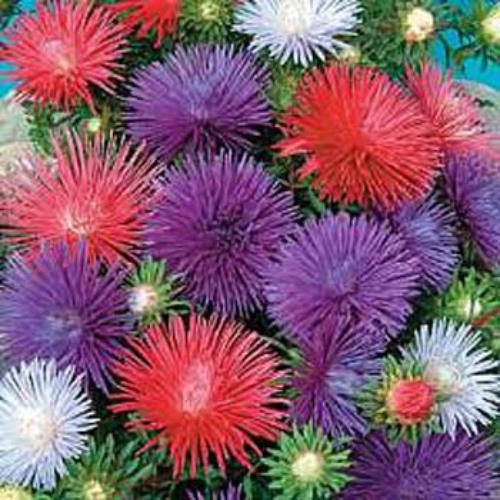 Aster Crego Mix