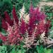 Astilbe Mix Flower Seed