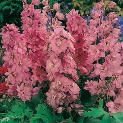 Delphinium Seeds