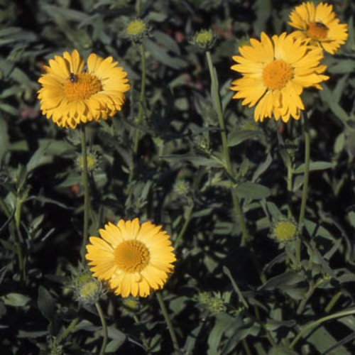 Gaillardia Seeds Gaillardia Aristata Blanket Flower Seed