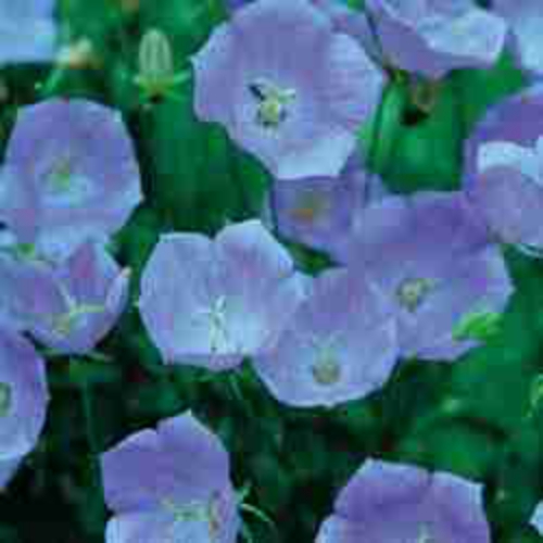 Bellflower