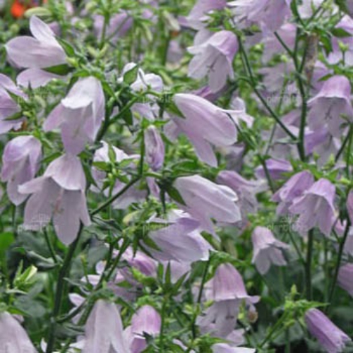 Bellflower Isabella Flower Seed