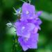 Campanula Persicifolia Blue