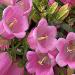 rose-pink canterbury bells flowers