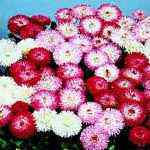 Bellis Mixture