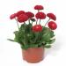 Bellis Red Plant